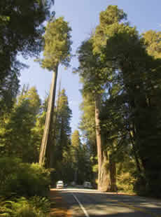 Around California By Car, The Redwood Highway