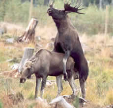 Moose mating